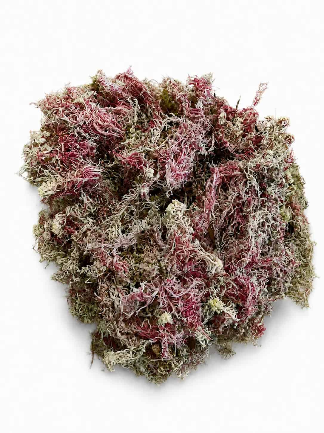 Musgo Rosa Sfagno Seco