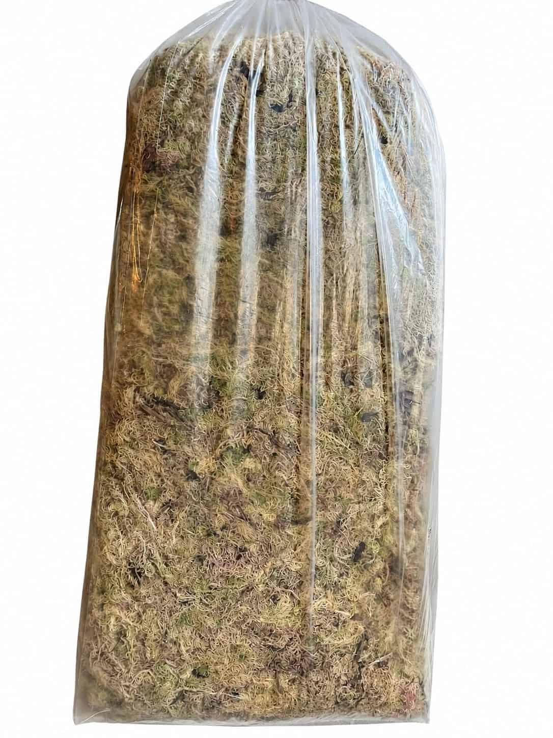 Detalhe do Musgo Verde (Branco) Seco