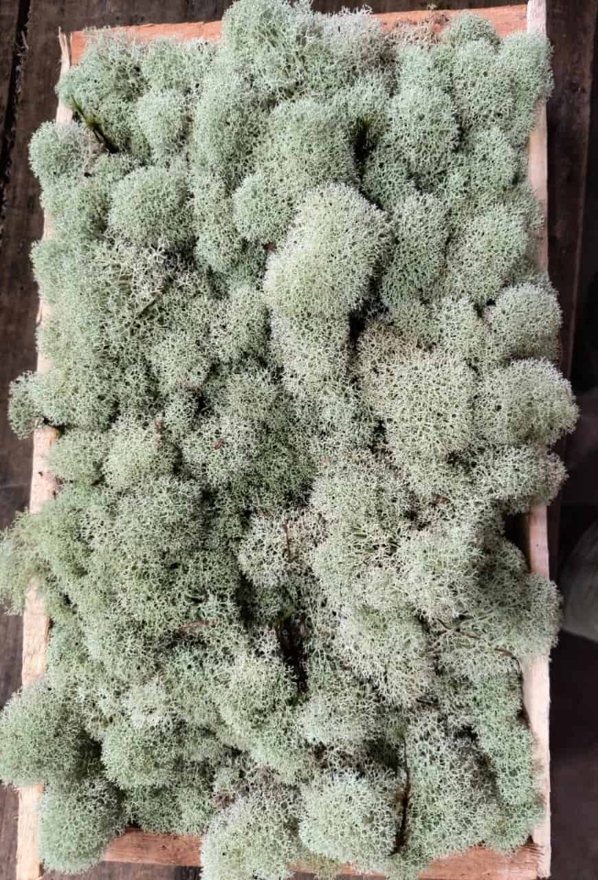 Musgo Vivo Esponja
