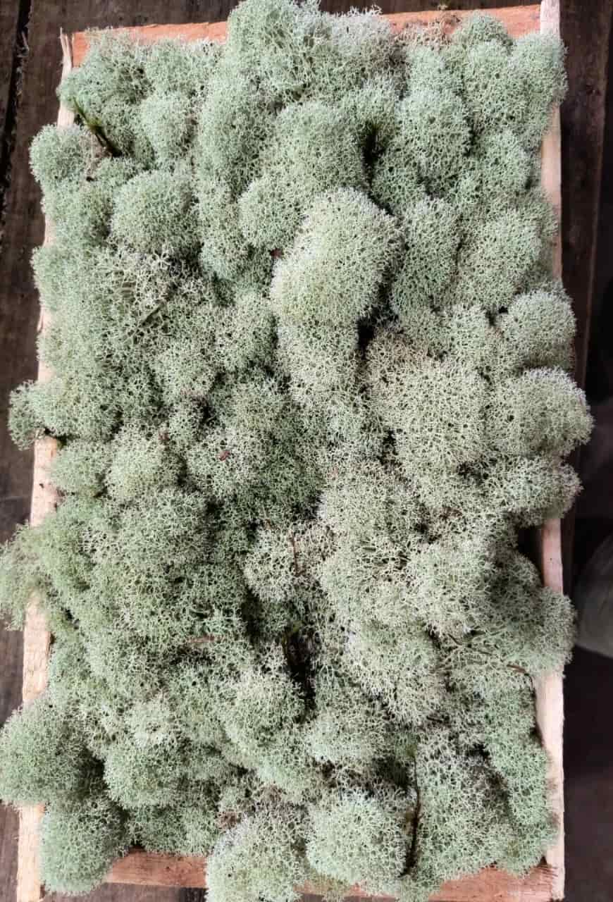 Musgo vivo esponja em caixa de madeira