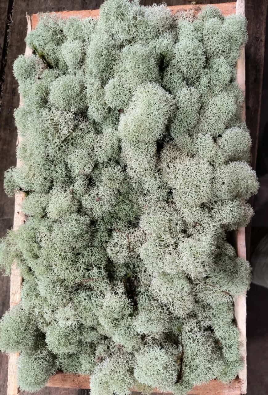 Musgo vivo esponja em caixa de madeira