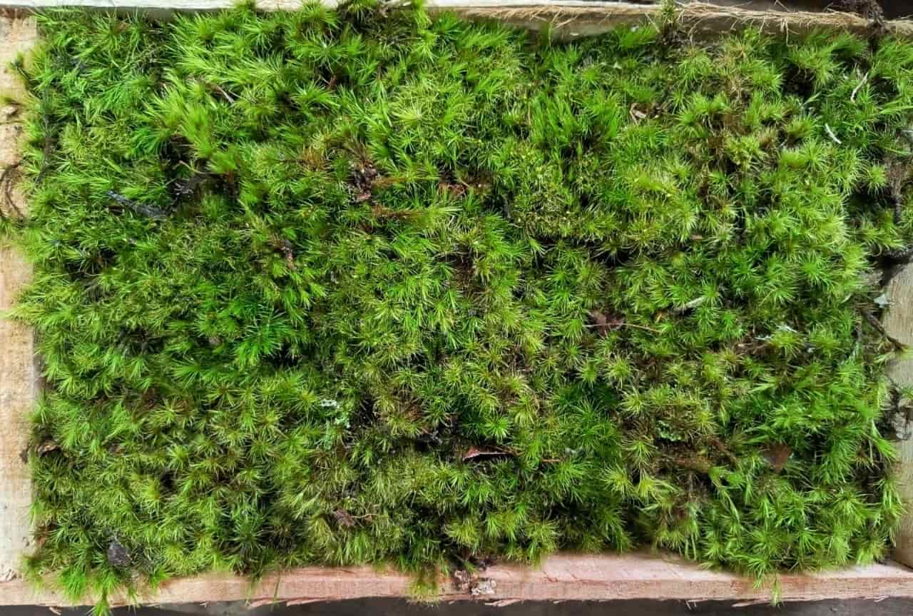 Musgo vivo graminha em caixa de madeira